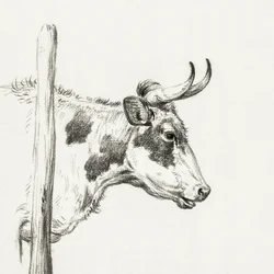 Głowa krowy, patrząca w prawo (1820)