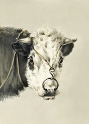 Głowa krowy z pierścieniem w nosie (1820)