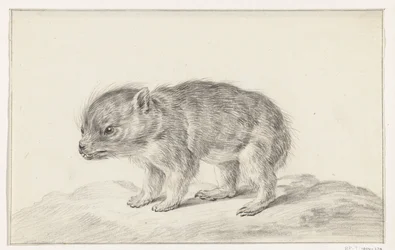 Młody niedźwiedź (?)