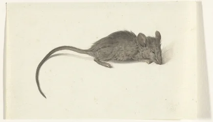Mysz, prawy