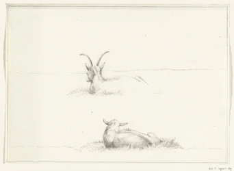 Szkice leżącej kozy i owcy, od tyłu