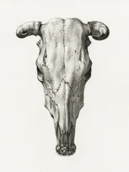 Czołowy widok czaszki krowy (1816)