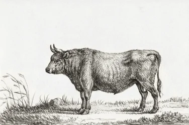 Stój Byku