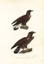 Orzeł przedni, Aquila chrysaetos.