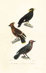 Wzgórze myna, jemiołuszka i coleto.