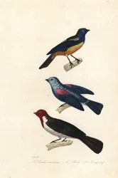 Tanager turkusowy, tanager niebieskoszary i kardynał z czerwoną czapką.