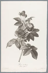francuskie roos Rose de Provins / Rosa Gallica L. (tytuł na obiekcie) Kwiaty zaczerpnięte z natury (...) (tytuł serii)