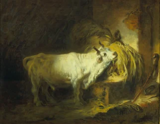 Biały byk w stajni