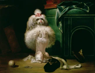 Pies rasy Havannah, 1768