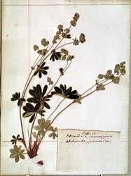 Alchemilla z Herbarium (kwiaty prasowane)