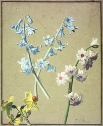 Niebieski i lawendowy hiacynt i żółty narcyz, ok. 1805 r.