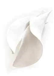 Białe, spokojne krzywizny