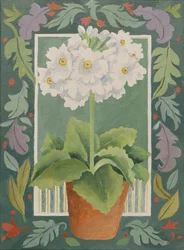 Primula biała (akryl)