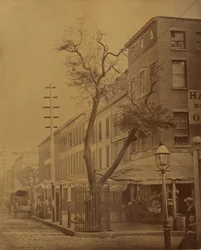 Grusza Stuyvesant