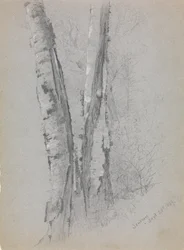 Studium skrybów pni brzozowych”, 1869.