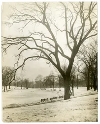 Boston Common i frog-pond, przy drzewie, Boston, USA, ok. 1902-10 (zdjęcie żelatynowo-srebrowe)