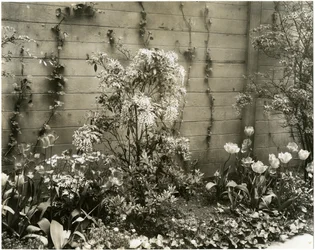 Mr & Mrs John Morgan, 39 W 11 St Center Andromeda plant, Greenwich Village, Nowy Jork, USA, c.1939-40 (zdjęcie żelatynowo-srebrowe)