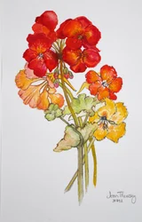Geranium i nasturcje, 2014, akwarela