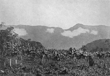 „Bananal Cubatao”, Banany, Cubato, 1895