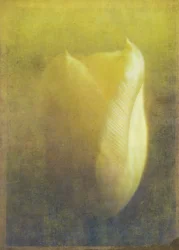 Tulipan, 2015 (cyfrowa sztuka fotograficzna)