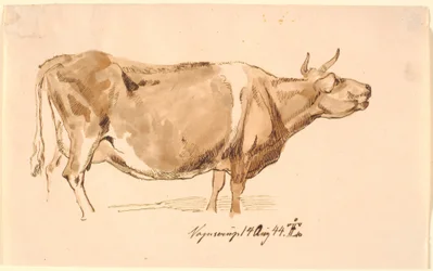 Rycząca Krowa