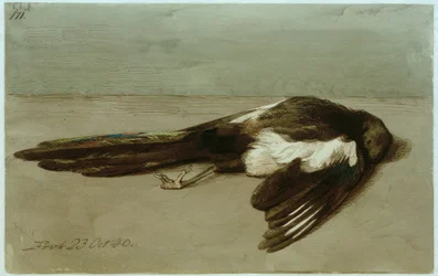 Martwa sroka
