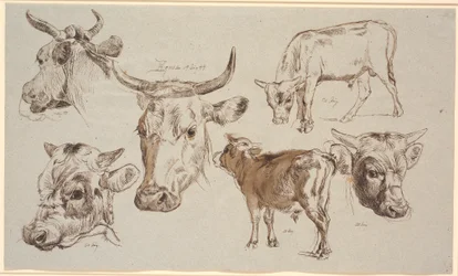 Czasopismo Study z Vognserup. Badania głów krów, cieląt byków i ich głów