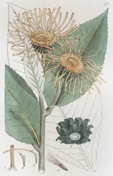 Oman inula helenium, 1804-1811