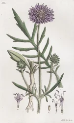 Świerzb polny Knautia arvensis, 1804-1811