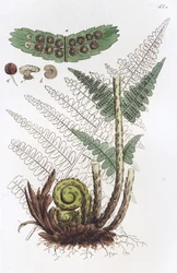 Samiec paproci Dryopteris filix-mas, 1804-1811
