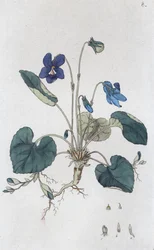 Fioletowa altówka zapachowa, 1804-1811