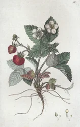 Dzika truskawka Fragaria vesca, 1804-1811