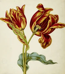 Tulipan, ok. 1660.