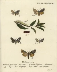Ćma koronowa, Craniophora ligustri 1-4, korona marmurkowa, Hadena confusa 5, korona zróżnicowana, Hadena compta 6 i zielone łuki, Anaplectoides prasina 7. Ręcznie barwiony miedzioryt autorstwa Johanna Carla Bocka wg Die Schmet Eugeniusa Johanna Christopha 