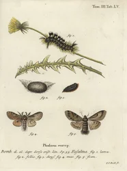 Ciemny kęp, Dicallomera fascelina.