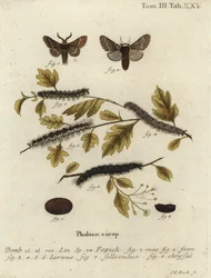 Ćma grudniowa, Poecilocampa populi.