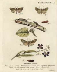 Osnujka pomarańczowa, Gortyna flavago 1,2, oraz sówka kątowa, Phlogophora meticulosa 3-7. Ręcznie kolorowany miedzioryt Johanna Carla Bocka według Die Schmetterlinge in Abbildungen nach der Natur Eugeniusa Johanna Christopha Espera, Erlangen