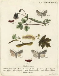 Grey chi, Antitype chi 1 i jawor, Acronicta aceris 2-7. Ręcznie kolorowany miedzioryt autorstwa Johanna Carla Bocka według dzieła Eugeniusa Johanna Christopha Espera Motyle w obrazach z natury, Erlangen