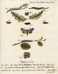 Węzeł barkowy szary, Lithophane ornitopus 1,2, kasztan marszczony, Agrochola helvola 3-5, konformista, Lithophane furcifera 6-9. Ręcznie barwiony miedzioryt Johanna Carla Bocka wg Die Schmetterlinge Eugeniusa Johanna Christopha Espera w Abbildungen n
