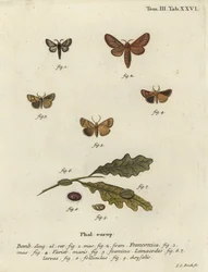 Ćma Malacosoma franconicum i feston, Apoda limacodes.
