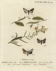 Kasztan rudy, Conistra erythrocephala 1-4, brokat toadflax, Calophasia lunula 5 i szary węzeł barkowy, Lithophane ornitopus 6. Ręcznie barwiony miedzioryt Johanna Carla Bocka według Die Schmetterlinge Eugeniusa Johanna Christopha Espera w Abb