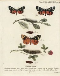 ćma szkarłatna, Callimorpha dominula 1-4 i ćma tygrysia z Jersey, Euplagia quadripunctaria 5-7. Ręcznie barwiony miedzioryt Johanna Carla Bocka wg Eugeniusa Johanna Christopha Espera Motyle w ilustracjach z natury, Erlangen