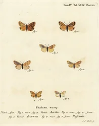 ćma Setina aurita 1,2, ćma rosy, ćma Setina irrorella 3-5 i ćma Setina roscida 6,7. Ręcznie kolorowany miedzioryt autorstwa Johanna Carla Bocka według dzieła Eugeniusa Johanna Christopha Espera Motyle w obrazach z natury, Erlangen