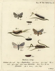 ćma wichura Acronicta euphorbiae 1-5, sztylet rzadki, ćma Acronicta auricoma 6 i ćma sękaczowata Acronicta rumicis 7-9. Ręcznie barwiony miedzioryt Johanna Carla Bocka wg Die Schmetterlinge Eugeniusa Johanna Christopha Espera w Abbildungen nac