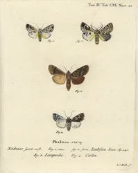 Trichosea ludifica 1,2, południowy rustykalny, Rhyacia lucipeta 3 i Lamprosticta culta 4. Ręcznie barwiony miedzioryt Johanna Carla Bocka wg Eugeniusa Johanna Christopha Espera Motyle w ilustracjach według natury, Erlangen