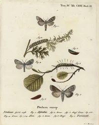 Piołun, Cucullia absinthii 1-3, olcha olsza, Acronicta alni 4-6, Cucullia tanaceti 7. Ręcznie barwiony miedzioryt Johanna Carla Bocka wg Eugeniusa Johanna Christopha Espera Motyle w ilustracjach według natury, Erlangen