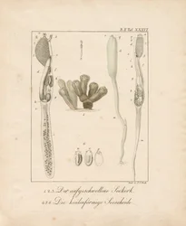 Anatomia bezkręgowców morskich: Sea Cork i Sea Squirt (miedzioryt)