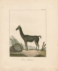 Lama (ręcznie kolorowana litografia)