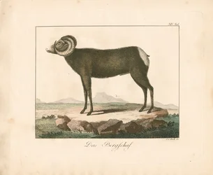 Muflon (ręcznie kolorowana rycina)