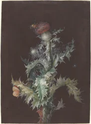 Oset z owadami, c. 1755.